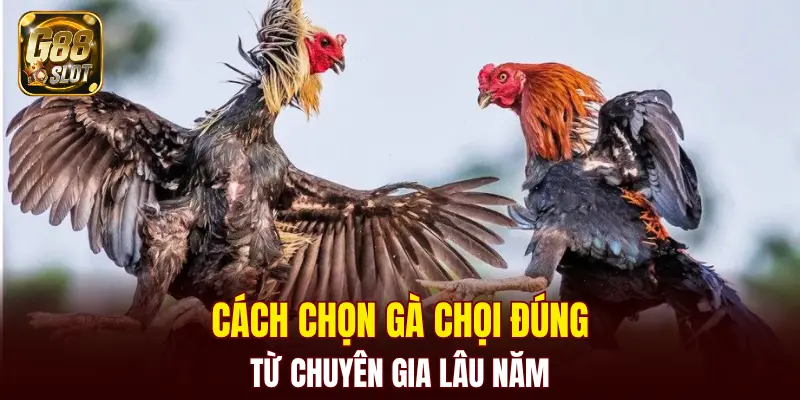 Tài Xỉu Bịp - Cập Nhật Về Cách Nhận Biết Chính Xác 2025 5 Cách chọn gà chọi đúng từ chuyên gia lâu năm