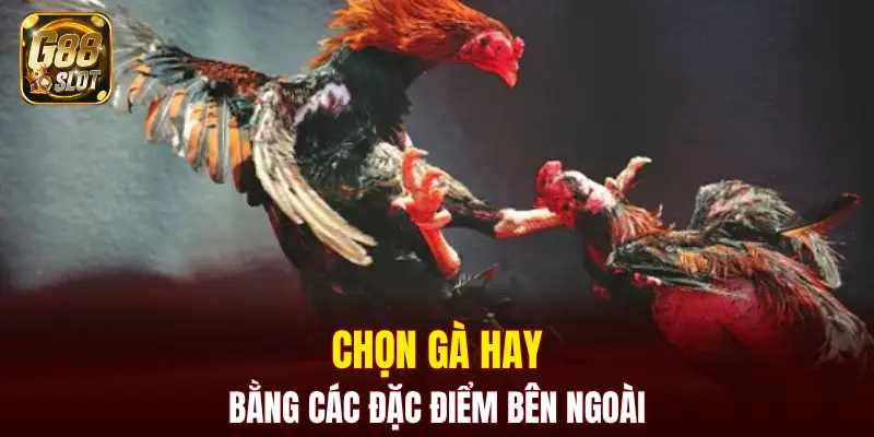 Tài Xỉu Bịp - Cập Nhật Về Cách Nhận Biết Chính Xác 2025 6 Chọn gà hay bằng các đặc điểm bên ngoài