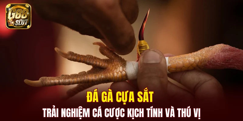 đá gà cựa sắt