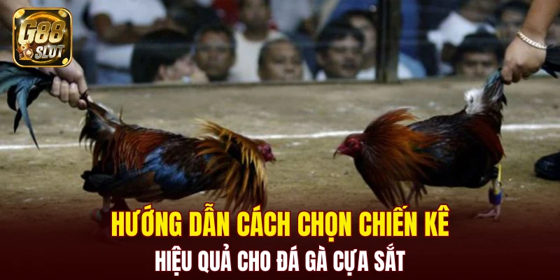 Tài Xỉu Bịp - Cập Nhật Về Cách Nhận Biết Chính Xác 2025 7 Hướng dẫn cách chọn chiến kê hiệu quả cho đá gà cựa sắt