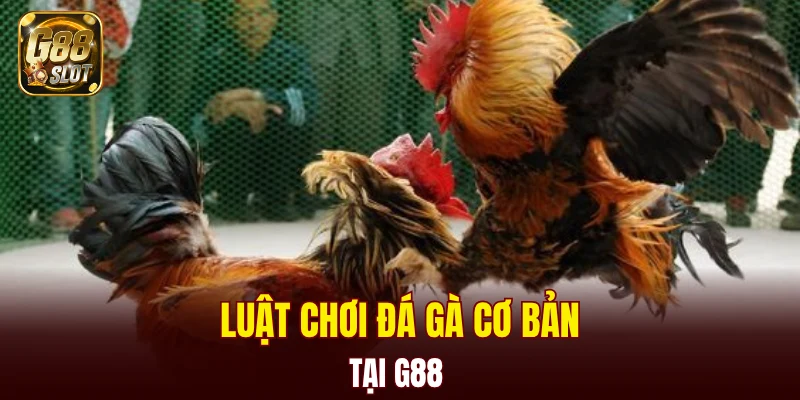 Tài Xỉu Bịp - Cập Nhật Về Cách Nhận Biết Chính Xác 2025 6 Luật chơi đá gà cơ bản tại G88
