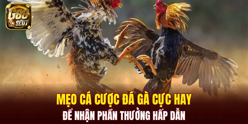 Tài Xỉu Bịp - Cập Nhật Về Cách Nhận Biết Chính Xác 2025 7 Mẹo cá cược đá gà cực hay để nhận phần thưởng hấp dẫn