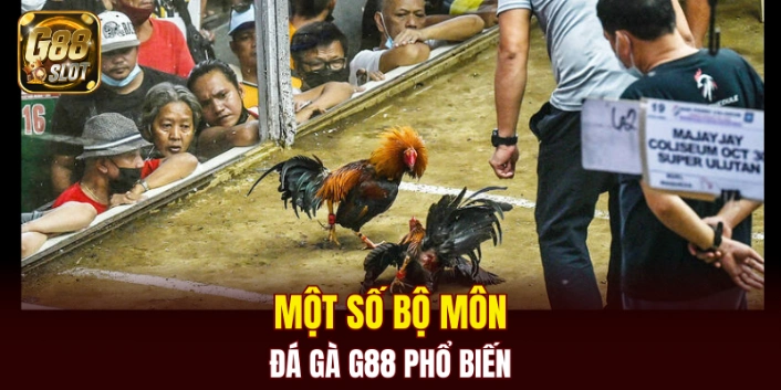 Đá Gà G88 5 Một số bộ môn đá gà G88 phổ biến