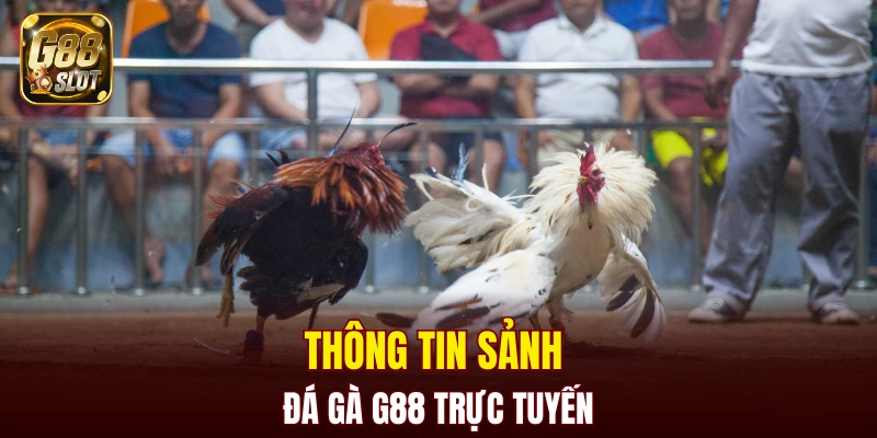 Đá Gà G88 4 Thông tin sảnh đá gà G88 trực tuyến