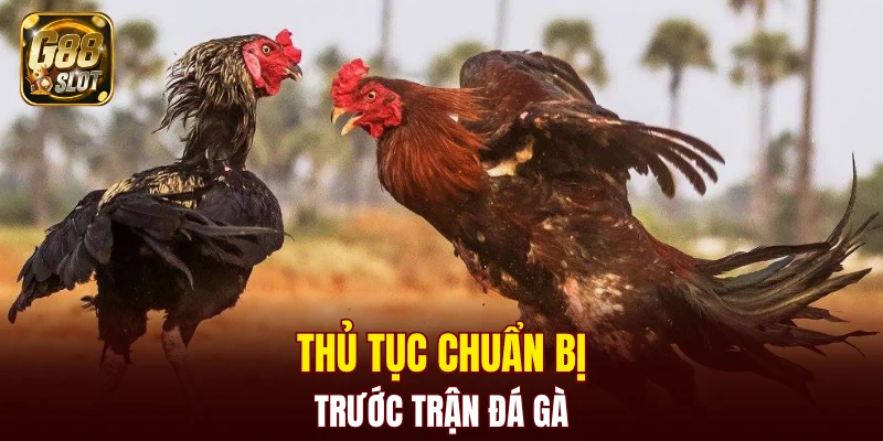 Tài Xỉu Bịp - Cập Nhật Về Cách Nhận Biết Chính Xác 2025 5 Thủ tục chuẩn bị trước trận đá gà