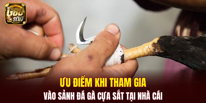 Tài Xỉu Bịp - Cập Nhật Về Cách Nhận Biết Chính Xác 2025 6 Ưu điểm khi tham gia vào sảnh đá gà cựa sắt tại nhà cái
